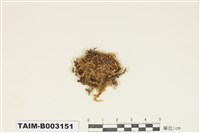 藏品(絹苔科)的圖片